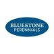 Bluestone Perennials